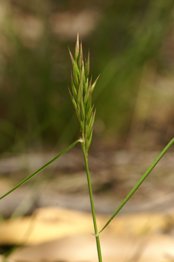 Austrodanthonia geniculata